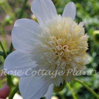 Dahlia 'Platinum Blonde'