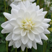 Dahlia 'Eternal Snow'