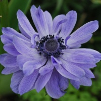 Anemone coronaria Double 'Lord Lieutenant'