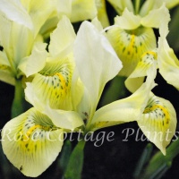 Iris 'Katherine's Gold'