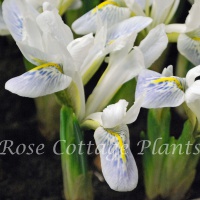 Iris reticulata 'Polar Ice'