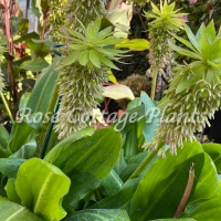 Eucomis bicolour AGM