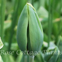 Tulipa 'Green King' (was 'Evergreen')