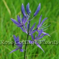 Camassia quamash 'Orion'