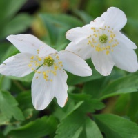 Anemone nemorosa white AGM