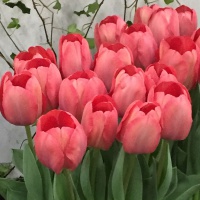 Tulipa 'Mystic Van Eijk'