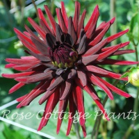 Dahlia 'Black Narcissus'