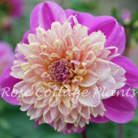 Dahlia 'Take Off'