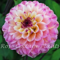 Dahlia 'Wine Eyed Jill' Dahlia 'Wine Eyed Jill'