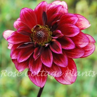 Dahlia 'Darkarin'