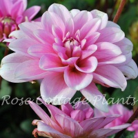 Dahlia 'Pink Perception'