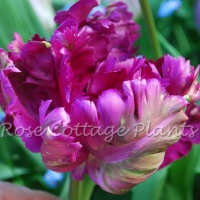 Tulipa 'Parrot Negrita'