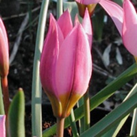 Tulipa humilis