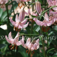 Lilium 'Pink Morning'