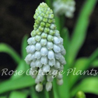 Muscari 'Baby's Breath' (syn. 'Jenny Robinson')