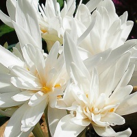 Colchicum autumnale alboplenum