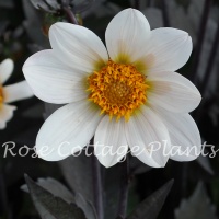 Dahlia 'Dahlegria White'