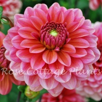 Dahlia 'Salmon Runner' AGM