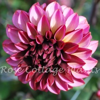 Dahlia 'Senior's Hope'