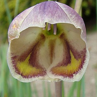 Gladiolus papilio