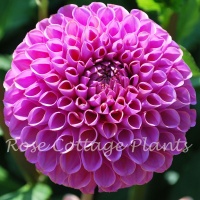 Dahlia 'Isabel'