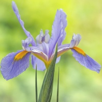 Iris hollandica 'Panther'