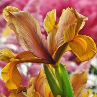 Iris hollandica 'Autumn Princess'