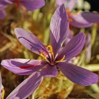 Crocus sativus (saffron crocus)