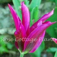 Tulipa 'Purple Doll'