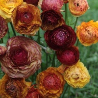 Ranunculus aviv Picotee-Cafe