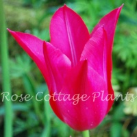 Tulipa 'Mariette'