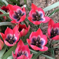 Tulipa 'Little Beauty' AGM