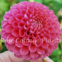 Dahlia 'Jowey Frambo'