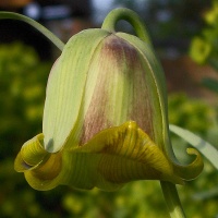 Fritillaria