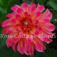 Dahlia 'Belfloor'