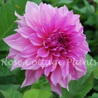 Dahlia 'Café au Lait Rosé'