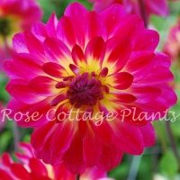 Rose Cottage Plants Rose Cottage Plants