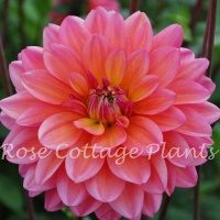 Dahlia 'Great Silence'