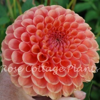 Dahlia 'Jowey Nicky'