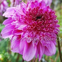 Dahlia 'Richards Fortune'