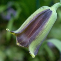 Fritillaria elwesii