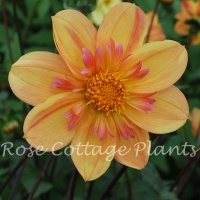 Dahlia 'Kelsey Annie Joy'