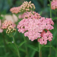 Achillea millefolium 'Salmon Beauty' (syn 'Lachsschönheit')