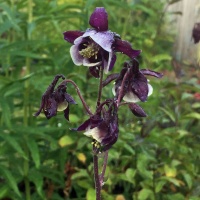 Aquilegia vulgaris 'William Guiness' 