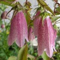 Campanula 'Elizabeth'