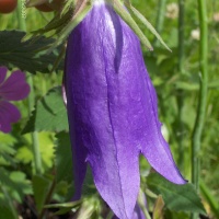 Campanula 'Sarastro'  