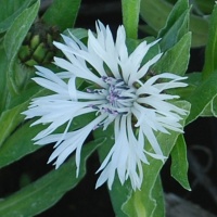 Centaurea montana 'Alba'