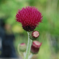 Cirsium rivulare 'Atropurpureum'  