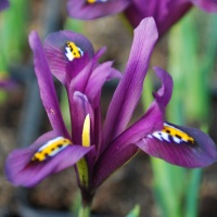 Iris reticulata 'J.S.Dijt'