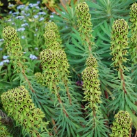 Euphorbia characias 'Black Pearl'